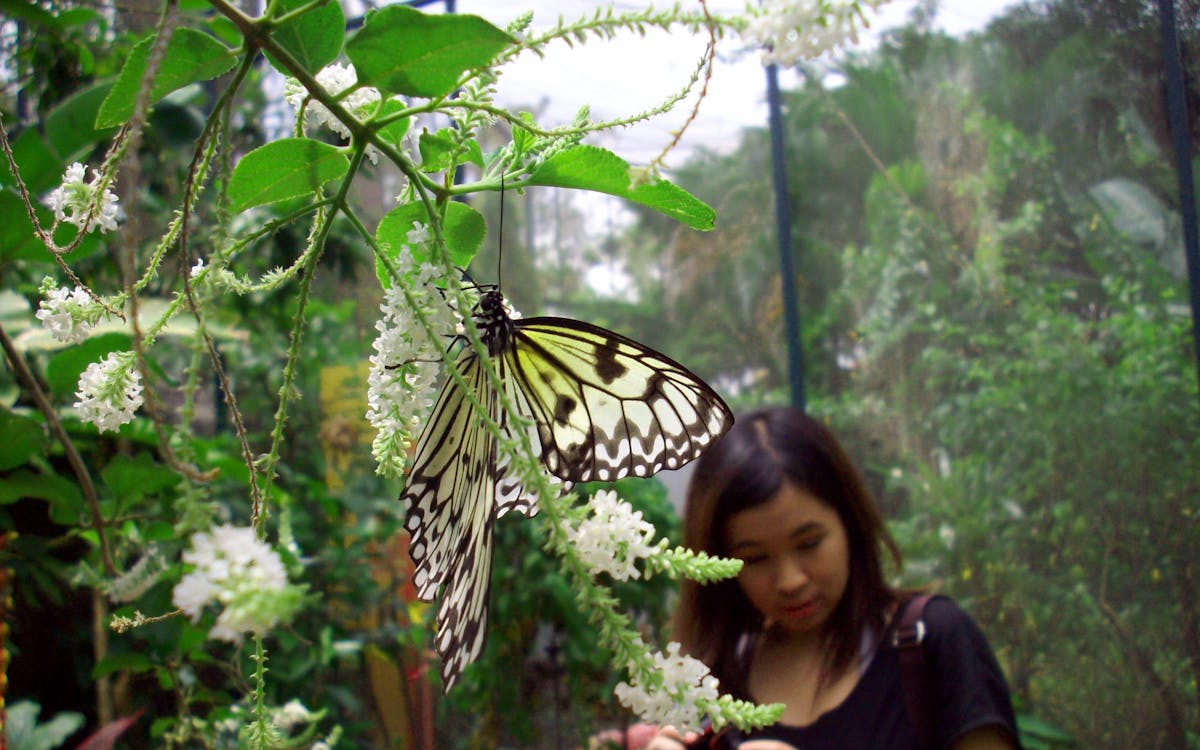 Парк бабочек фото Парк бабочек фото