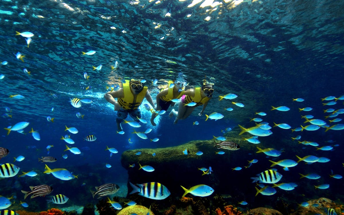 ray bay experience with adventure cove waterpark tickets-1 ray bay experience with adventure cove waterpark tickets-1