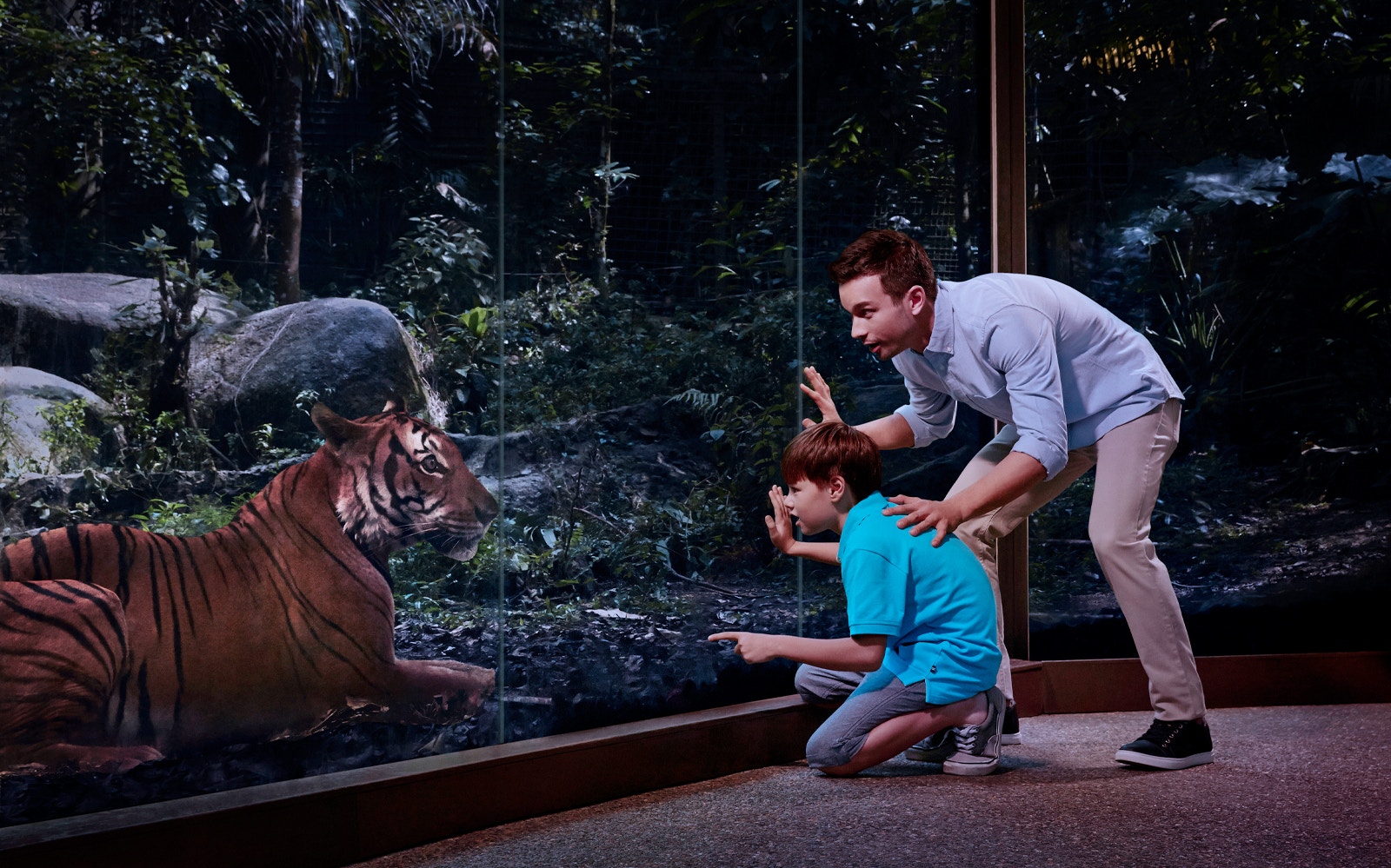 Father and son observing a tiger through glass at a night safari exhibit.