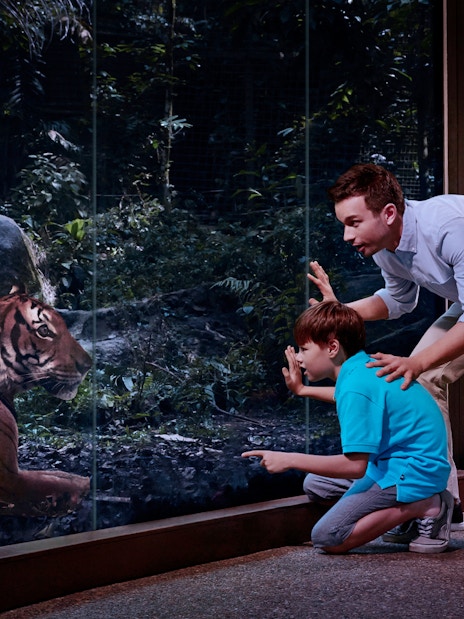 Father and son observing a tiger through glass at a night safari exhibit.