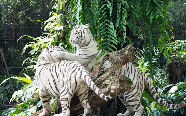 singapore zoo river safari night safari jurong bird park