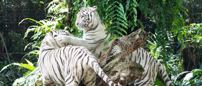 Things to do in Singapore with Kids