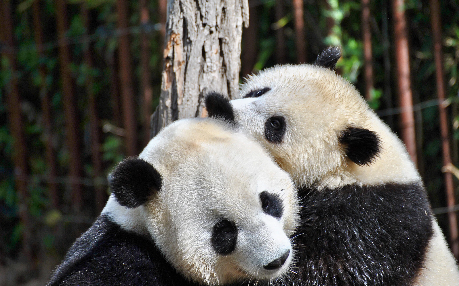 Pandas cuddling at Singapore Zoo, part of Super Saver Combo tour.
