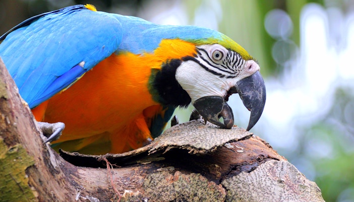 Bird Paradise