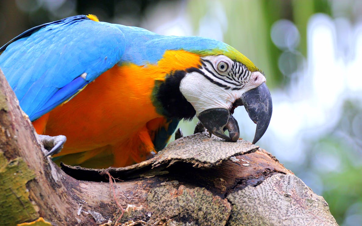 Jurong Bird Park flamingos with hotel transfer option in Singapore.