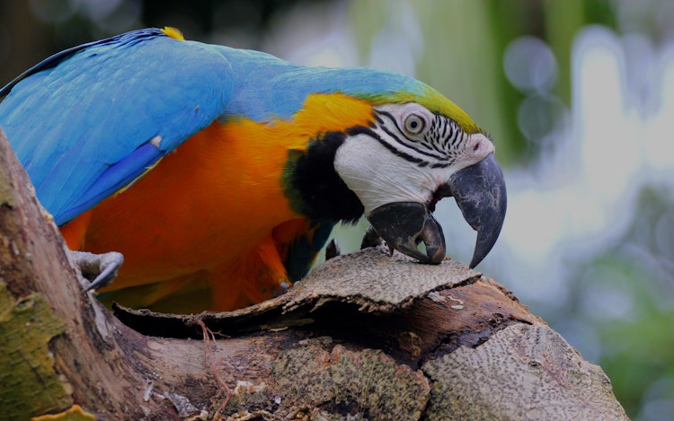 Book Jurong Bird Park Singapore Tickets 2021 Best Deals Discounts