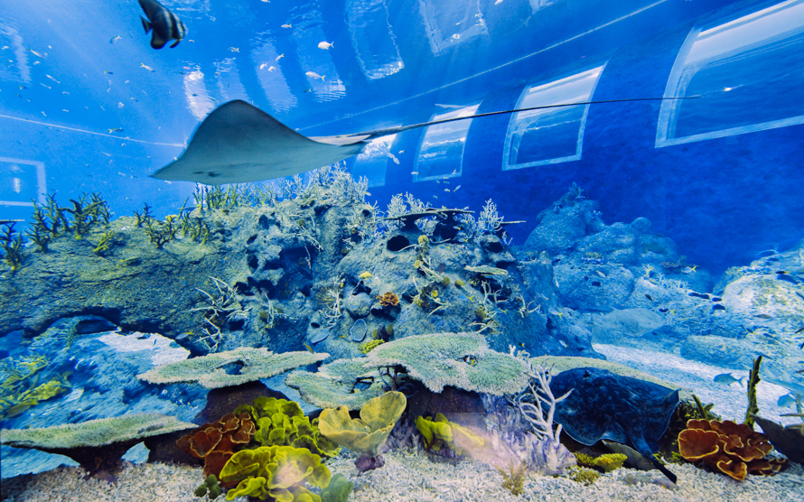 Stingray swimming over coral reef in S.E.A Aquarium™ Singapore.
