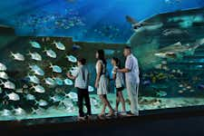 Best Things to do in Singapore -S.E.A. Aquarium - 2