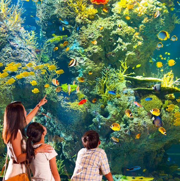 Explore exotic marine life at S.E.A. Aquarium Singapore