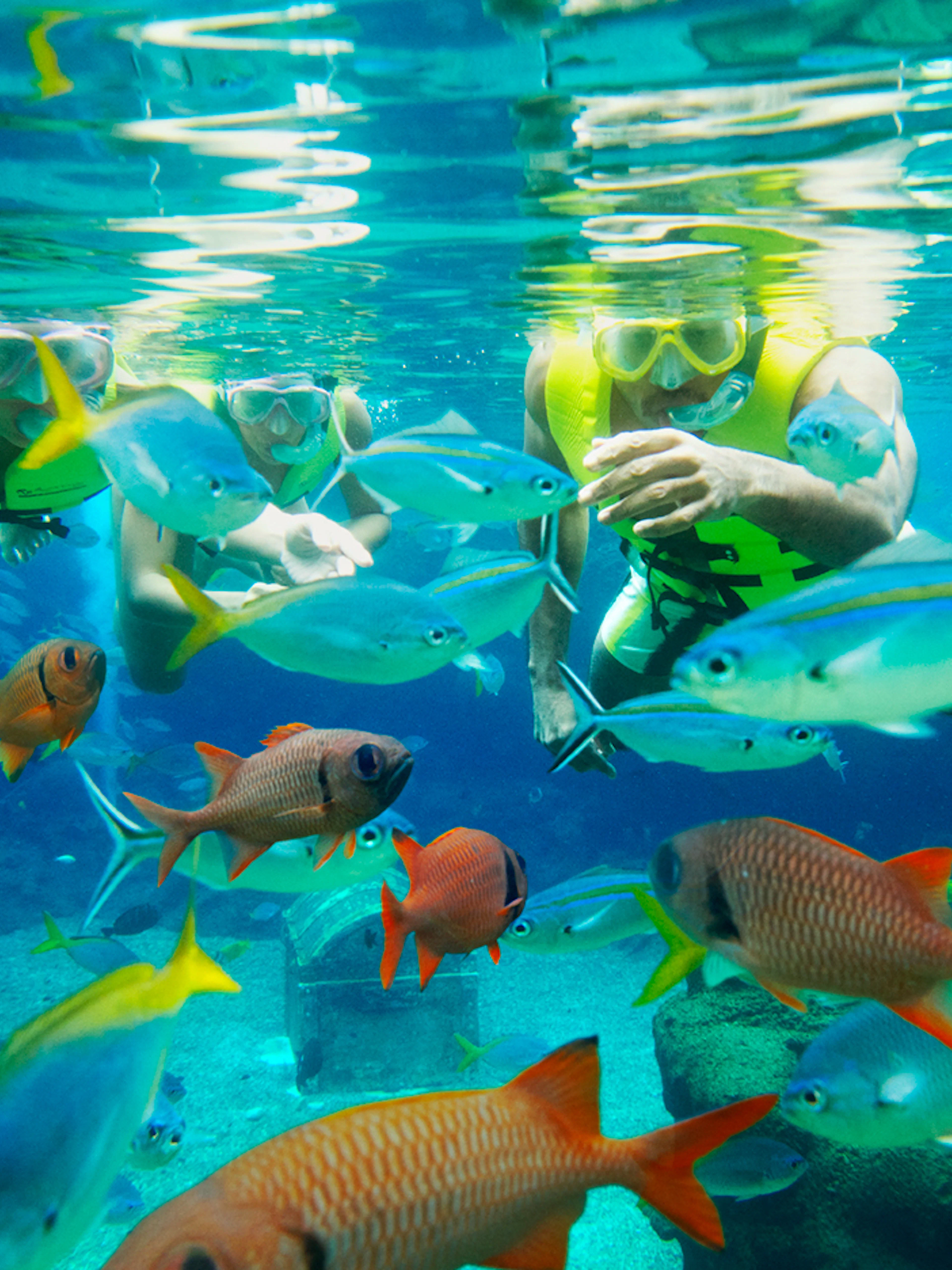 Snorkelers exploring vibrant fish at Rainbow Reef, Adventure Cove Waterpark™.
