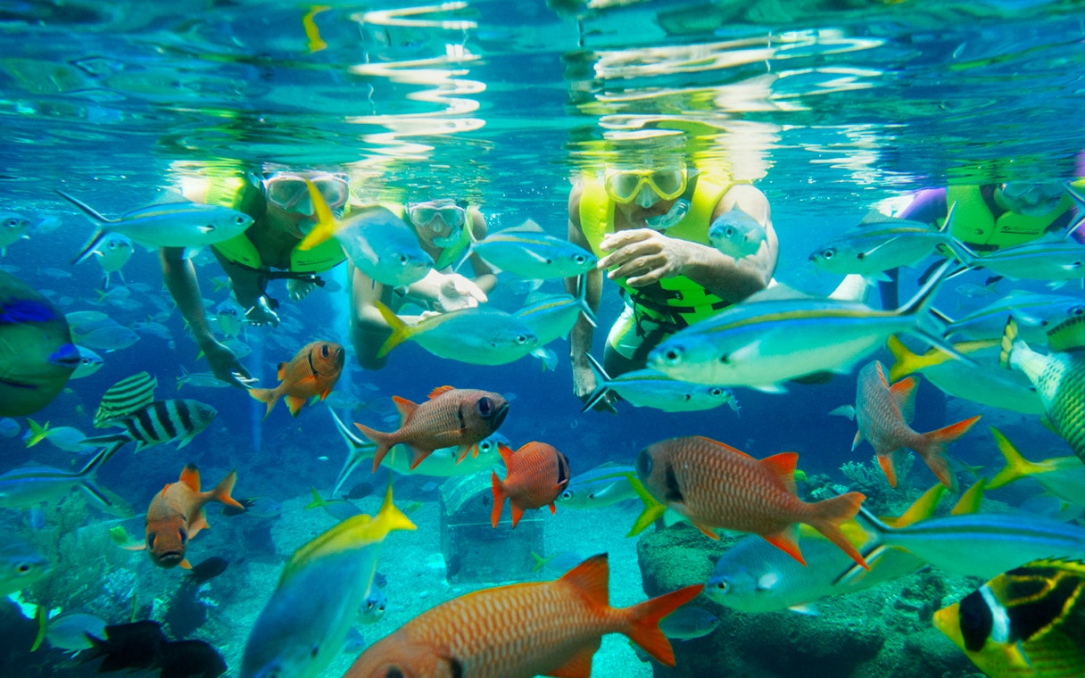 Snorkelers exploring vibrant fish at Rainbow Reef, Adventure Cove Waterpark™.
