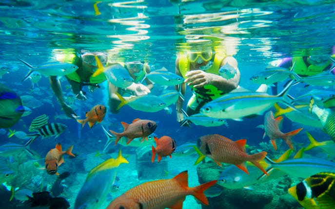 Snorkelers exploring vibrant fish at Rainbow Reef, Adventure Cove Waterpark™.