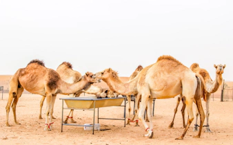 Camels gathered at a feeding trough on a desert safari camel farm.