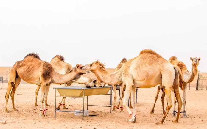 Camels gathered at a feeding trough on a desert safari camel farm.
