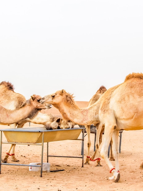 Camels gathered at a feeding trough on a desert safari camel farm.