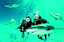 Best Things to do in Singapore - Shark Dive - Sentosa - 1