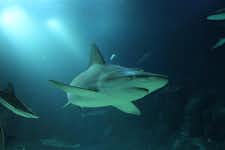 Best Things to do in Singapore - Shark Dive - Sentosa - 2