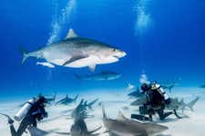 Best Things to do in Singapore - Shark Dive - Sentosa - 3