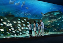 S.E.A. Aquarium singapore