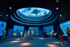 Best Things to do in Singapore -S.E.A. Aquarium - 3