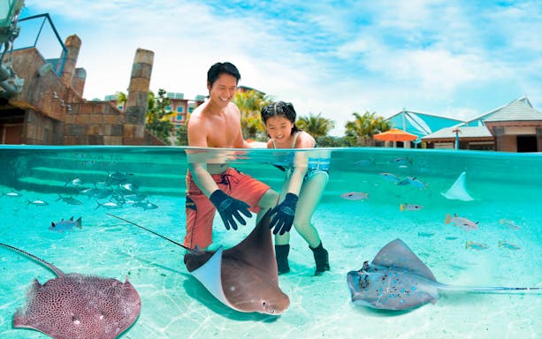 Man and child interacting with stingrays at Adventure Cove Waterpark, Universal Studios Singapore.