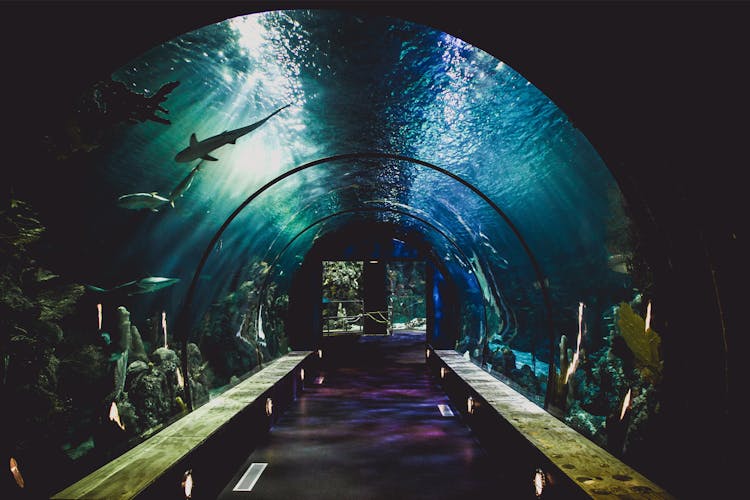 SEA Aquarium Singapore