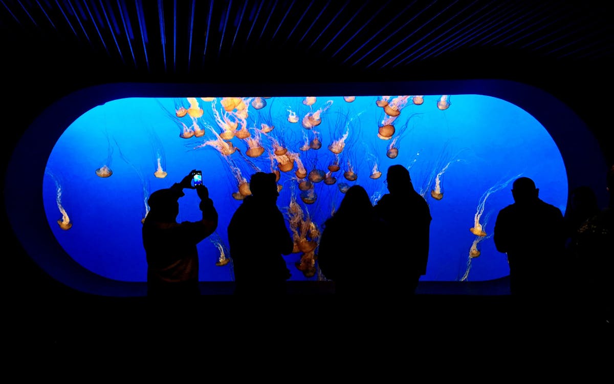 combo ultime : universal studios + parc aquatique adventure cove + s.e.a aquarium-2 combo ultime : universal studios + parc aquatique adventure cove + s.e.a aquarium-2