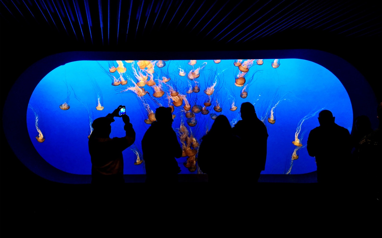 Visitors viewing jellyfish at S.E.A Aquarium, Singapore.
