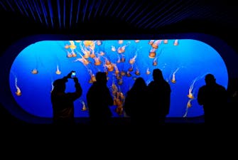 S.E.A. Aquarium singapore