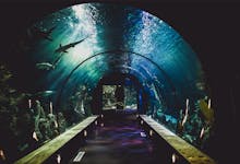 S.E.A. Aquarium singapore