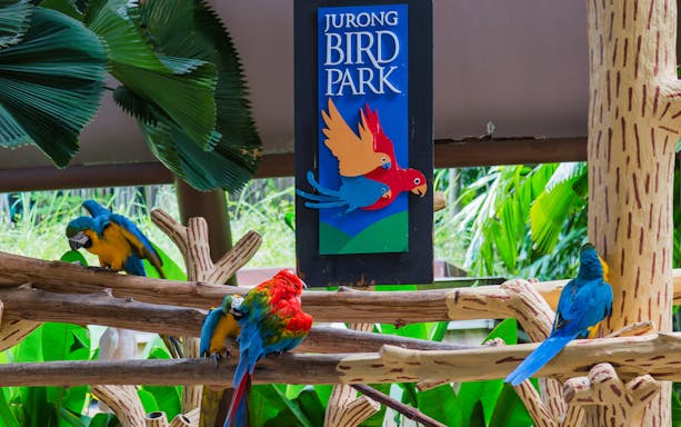 Colorful parrots at Jurong Bird Park, Singapore, perched on branches near park sign.