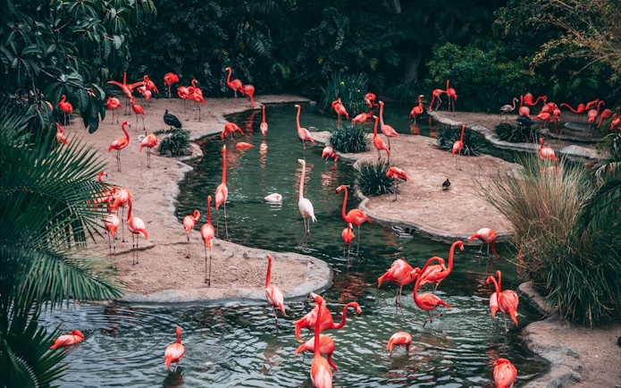 Flamingos wading in a pond at Jurong Bird Park, Singapore.