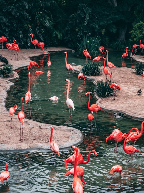 Flamingos wading in a pond at Jurong Bird Park, Singapore.