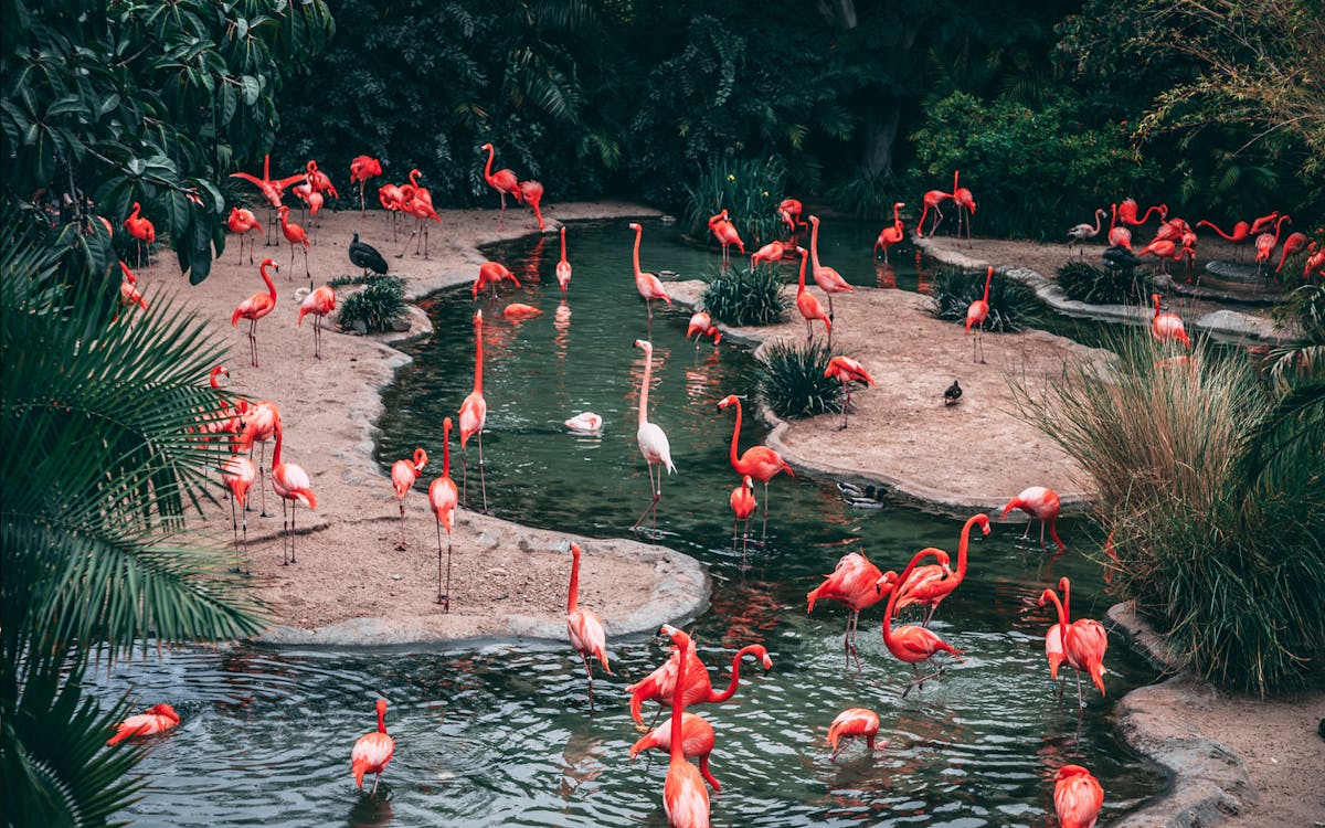 super saver combo: jurong bird park + night safari-4 super saver combo: jurong bird park + night safari-4