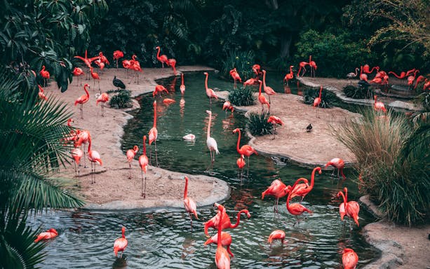 Flamingos wading in a pond at Jurong Bird Park, Singapore.