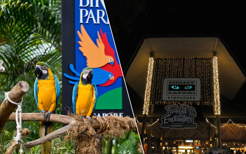 Jurong Bird Park macaws and Night Safari entrance in Singapore.