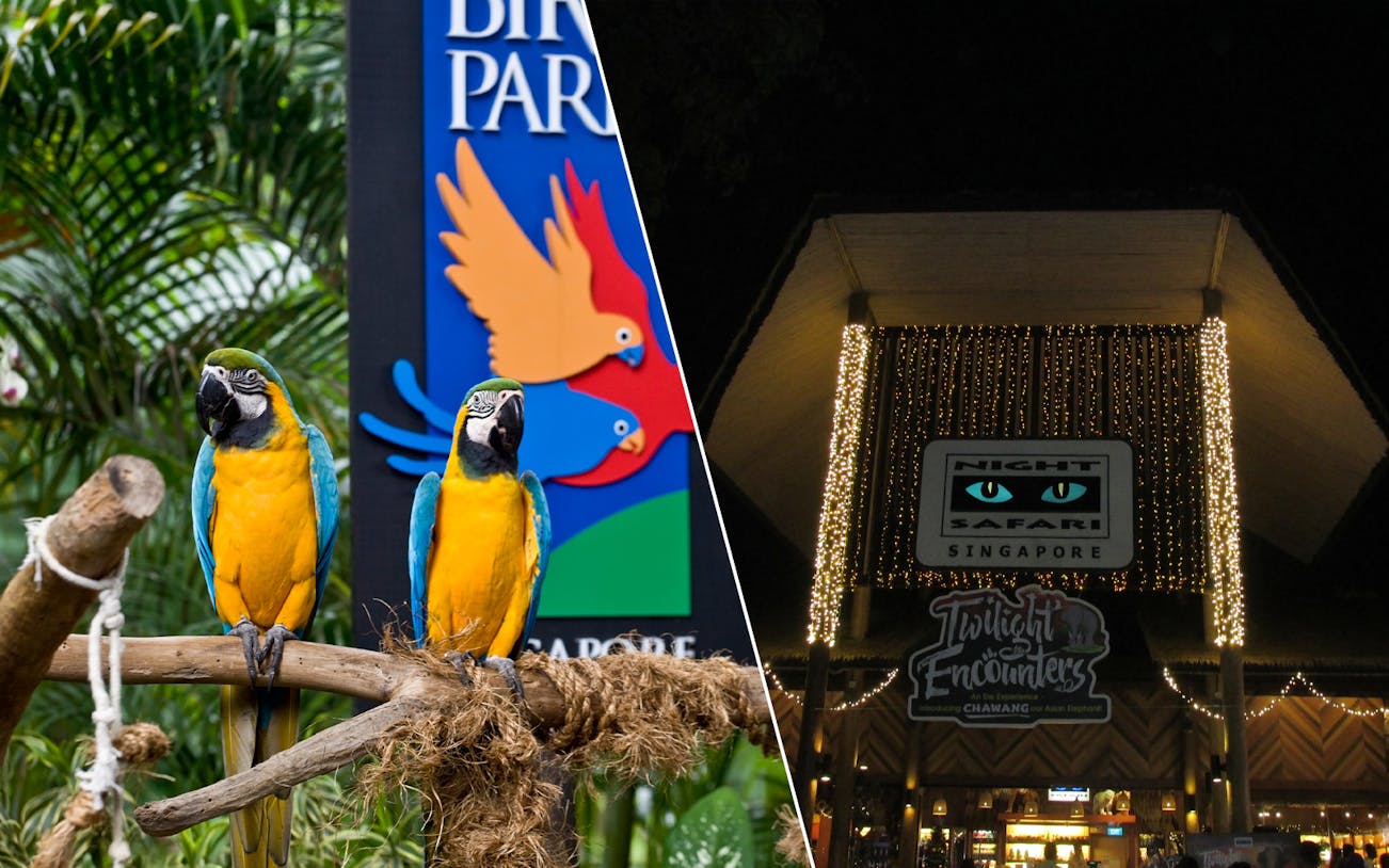 Jurong Bird Park macaws and Night Safari entrance in Singapore.