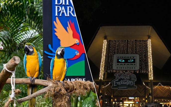 Jurong Bird Park macaws and Night Safari entrance in Singapore.