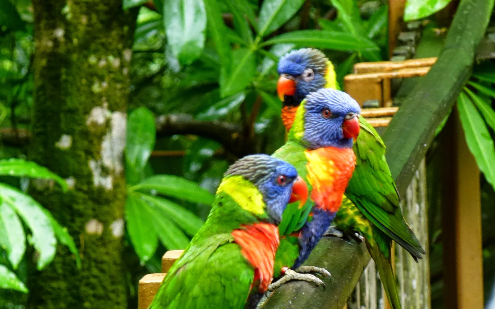 jurong bird park singapore zoo tickets