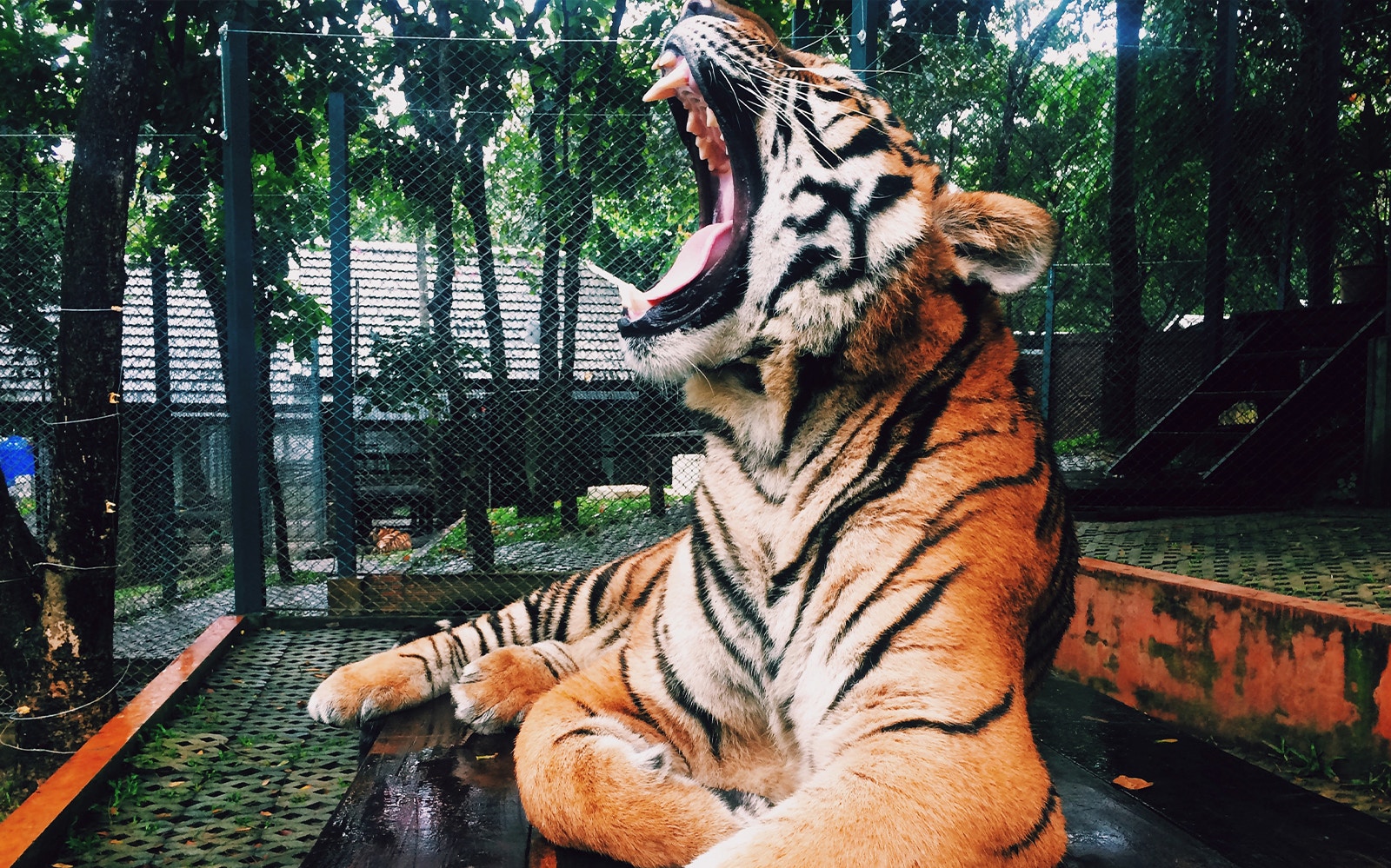 Tiger yawning in enclosure at Singapore Zoo.