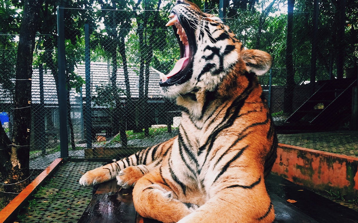 Tiger yawning at Singapore Zoo enclosure.