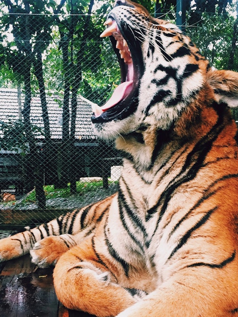 Tiger yawning at Singapore Zoo enclosure.
