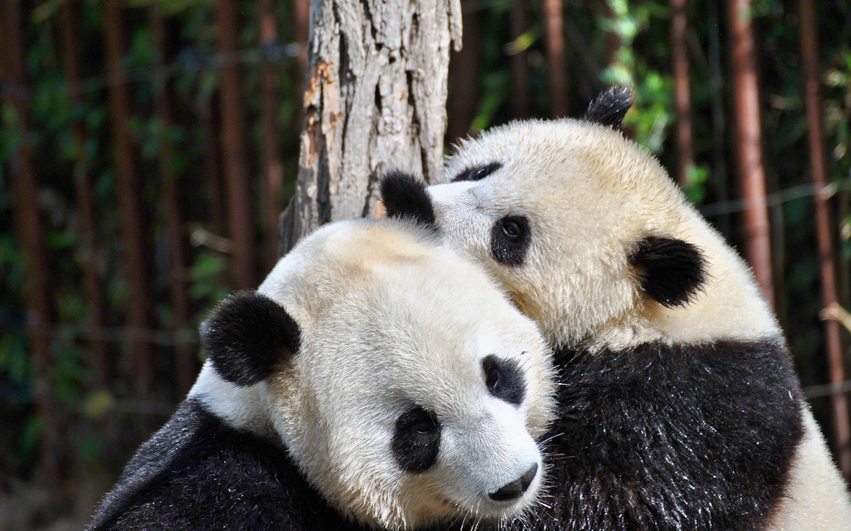 Pandas cuddling at Singapore Zoo during Super Saver Combo tour.