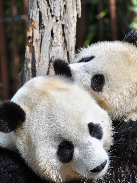 Pandas cuddling at Singapore Zoo during Super Saver Combo tour.