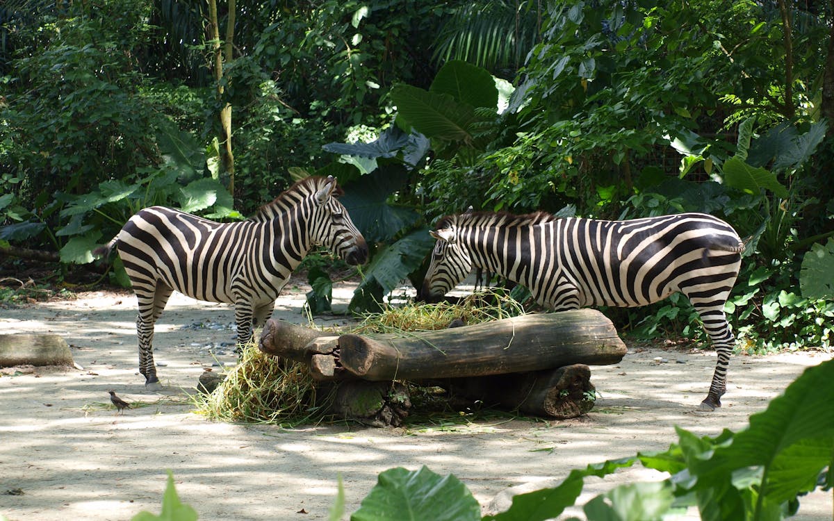 Например зоопарк. Сингапурский зоопарк Singapore Zoo Сингапур. Зоопарк мандай Сингапур. Сингапурский зоопарк River Safari. Парк речное сафари Сингапур.