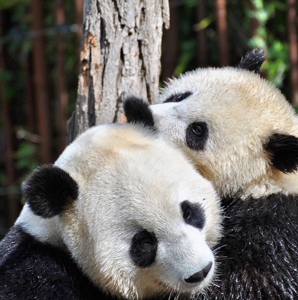 Giant Pandas at River Wonders, Singapore | Everything you need to know