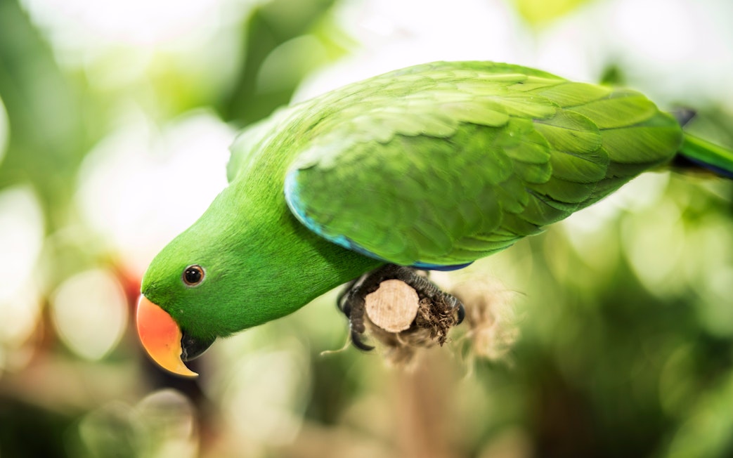 Green parrot perched on a branch at Green Planet, IMG Worlds of Adventure.