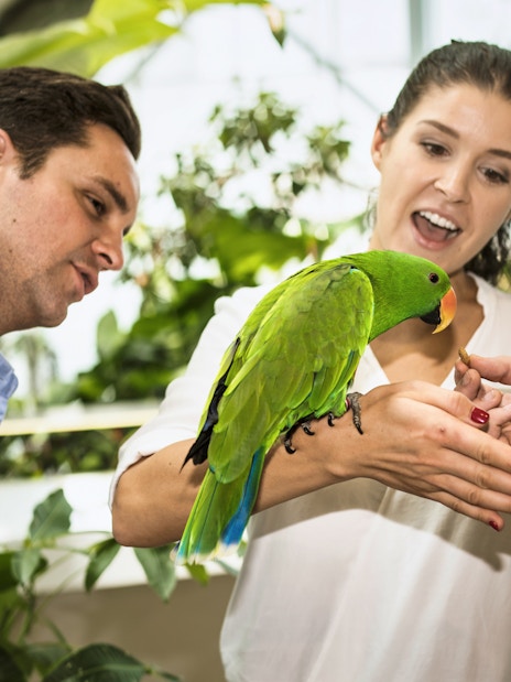 Visitors feeding a parrot in Green Planet Dubai's tropical rainforest environment.