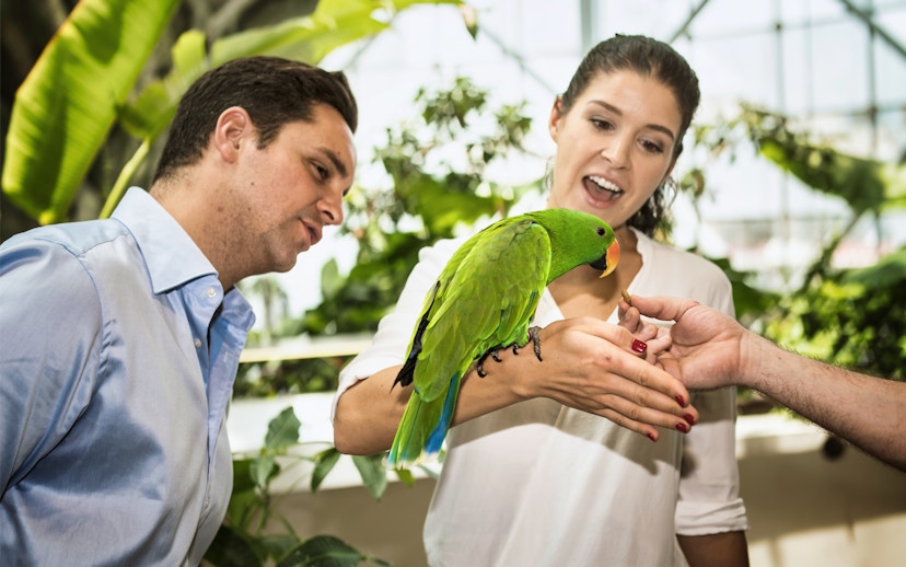 Visitors feeding a parrot in Green Planet Dubai's tropical rainforest environment.