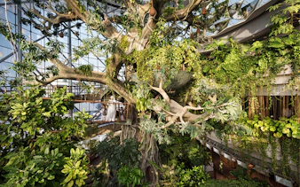 Green Planet Dubai indoor rainforest with lush vegetation and visitors on walkway.